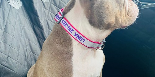 Personalized Dog Collars Only $5.99 on Amazon