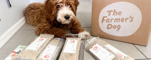 puppy sitting next to box