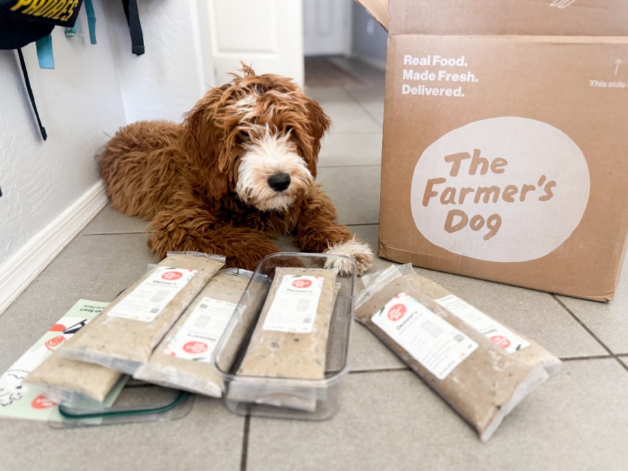 Why The Farmer’s Dog Was My 1st Choice for My New Pup (+ Score 60% Off & FREE Shipping!)