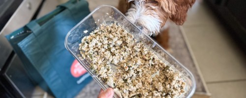 puppy smelling container of fresh dog food