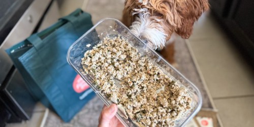 The Farmer’s Dog Was My #1 Pick for Our New Pup (+ Score 60% Off & FREE Shipping!)