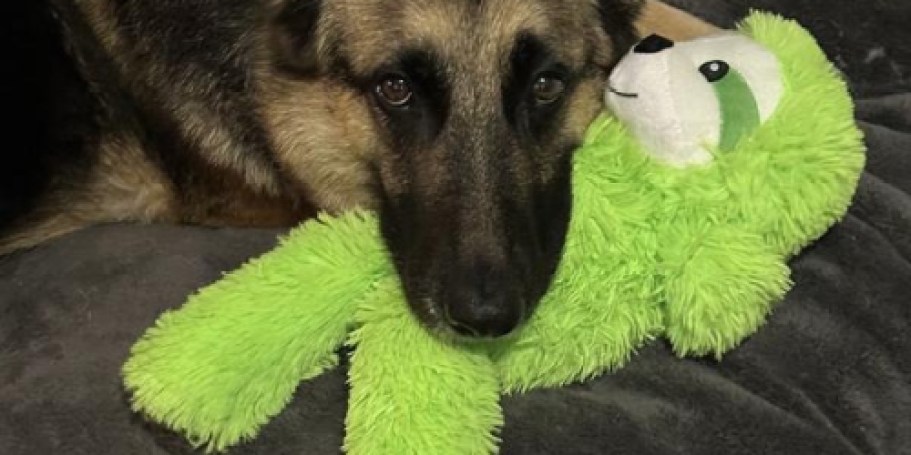 Lowe’s Daily Deals | 50% Off Dog Toys, Free DEWALT Battery w/ Purchase, & More