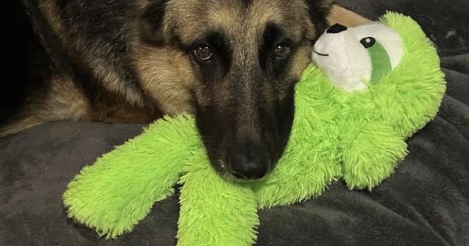 A German Shepherd lies on a dark blanket, resting its head on a bright green plush toy.