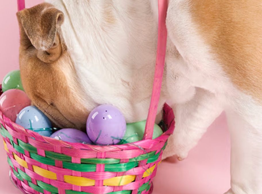 A dog with light brown and white fur sniffs colorful plastic Easter eggs in a vibrant pink and green basket against a pink background.