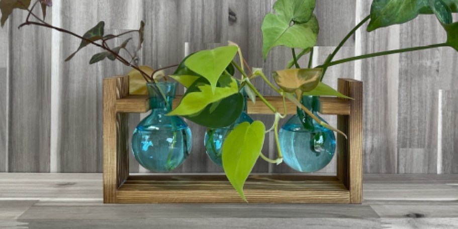 Plant Terrarium Only $9.82 on Amazon (Regularly $19)