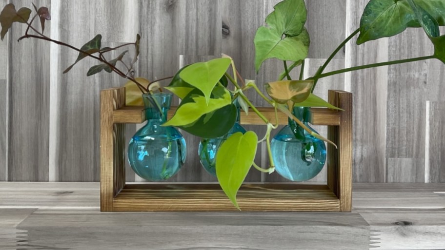 a 3 plant propagation station with blue glass vessels