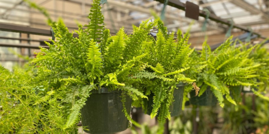 Boston Fern Hanging Basket 2-Pack Just $20 on Walmart.com (Only $10 Each!)