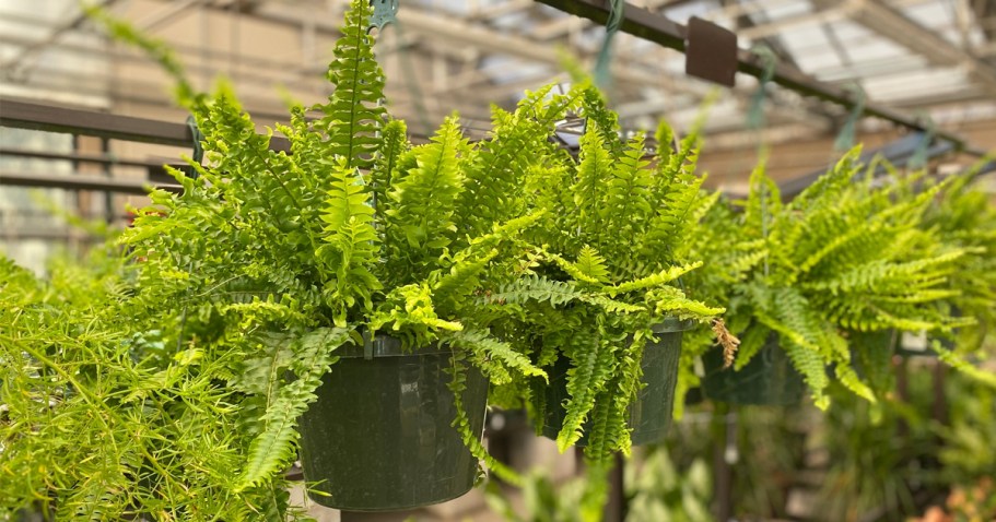 Boston Fern Hanging Basket 2-Pack Just $20 on Walmart.com (Only $10 Each!)