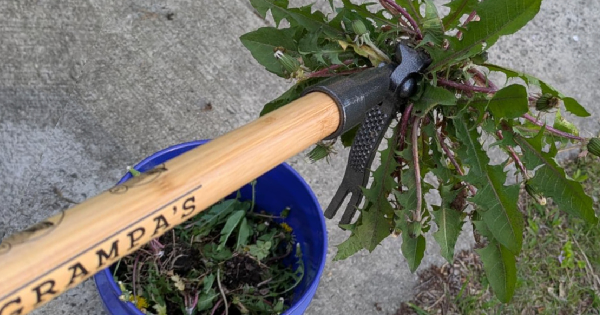 Tackle Weeds Like a Pro with Grampa’s Weeder (No Bending or Kneeling!)
