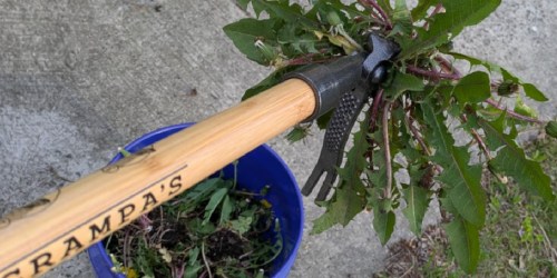 Tackle Weeds Like a Pro with Grampa’s Weeder (No Bending or Kneeling!)