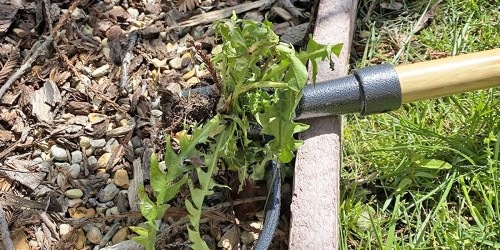Tackle Weeds Like a Pro with Grampa’s Weeder (No Bending or Kneeling!)
