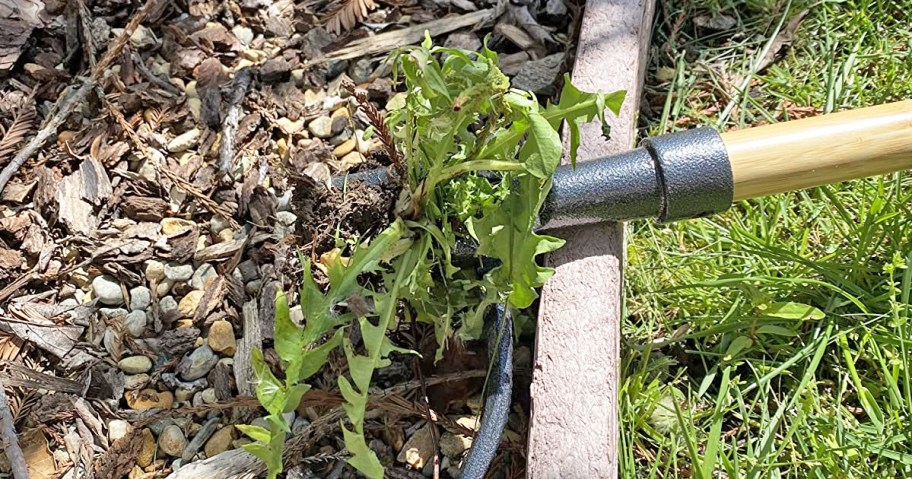 tool pulling weed out from garden bed