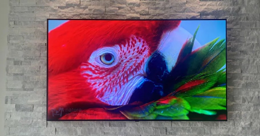 A vivid image of a red macaw displayed on a wall-mounted TV against a textured stone background.