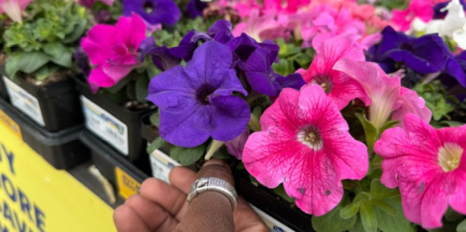 *Save the Date* FREE Spring Flower for Lowe’s Rewards Members on May 9th