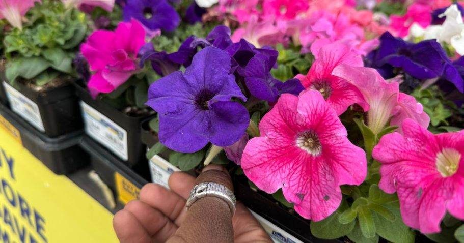 *Save the Date* FREE Spring Flower for Lowe’s Rewards Members on May 9th