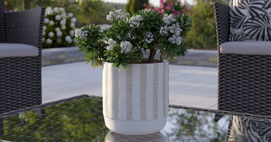 Table with a striped lowe's planter with a flowering plant in it