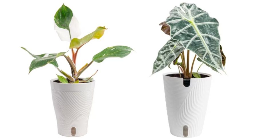 Two different Cosa Farms house plants
