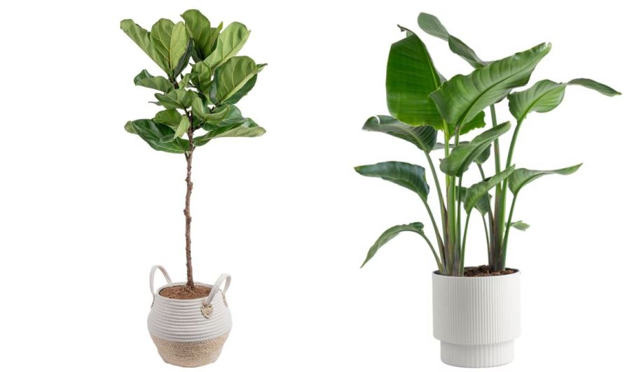 Two different Cosa Farms house plants