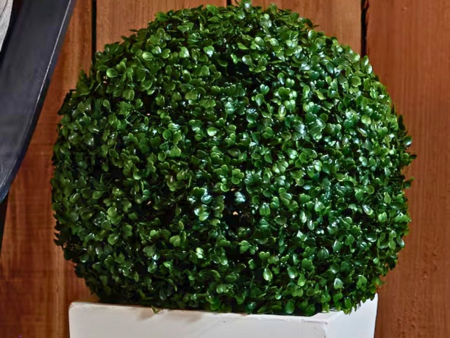 Lowes plant in basket