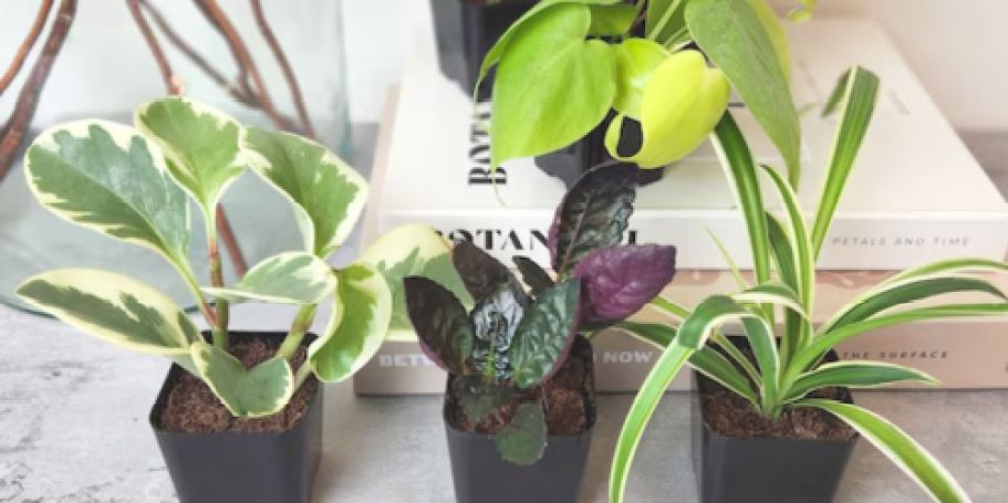 Lowe’s Daily Deals | Up to 45% Off Patio Furniture, Indoor & Outdoor Plants + More