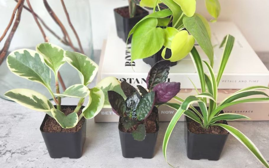 Lowe’s Daily Deals | Up to 45% Off Patio Furniture, Indoor & Outdoor Plants + More