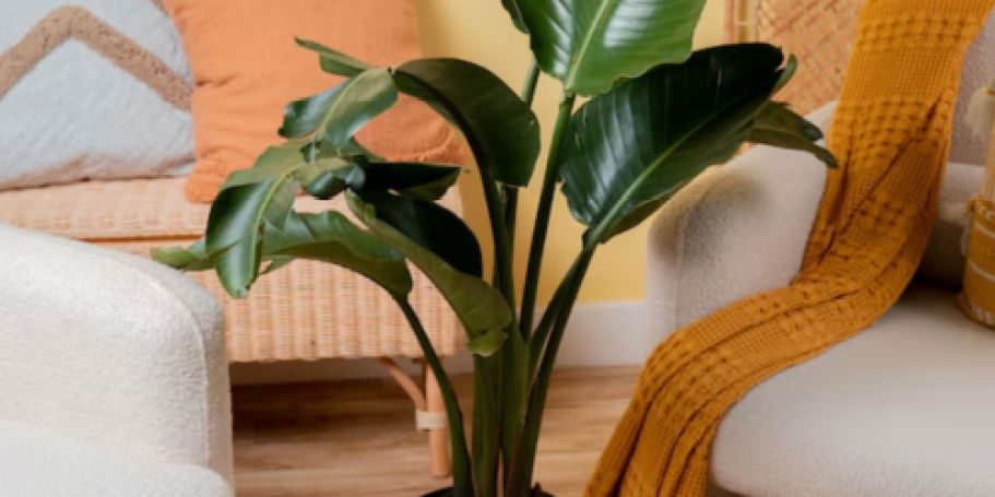 Up to 40% Off Costa Farms House Plants + Free Shipping on Lowes.com