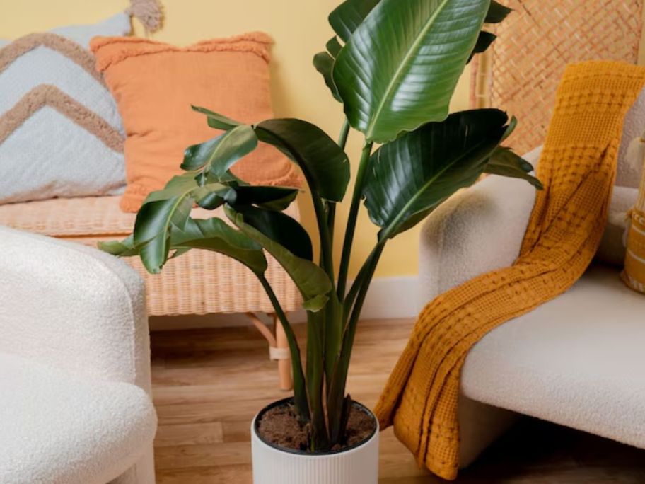 Lowes Cosa Farms living plant