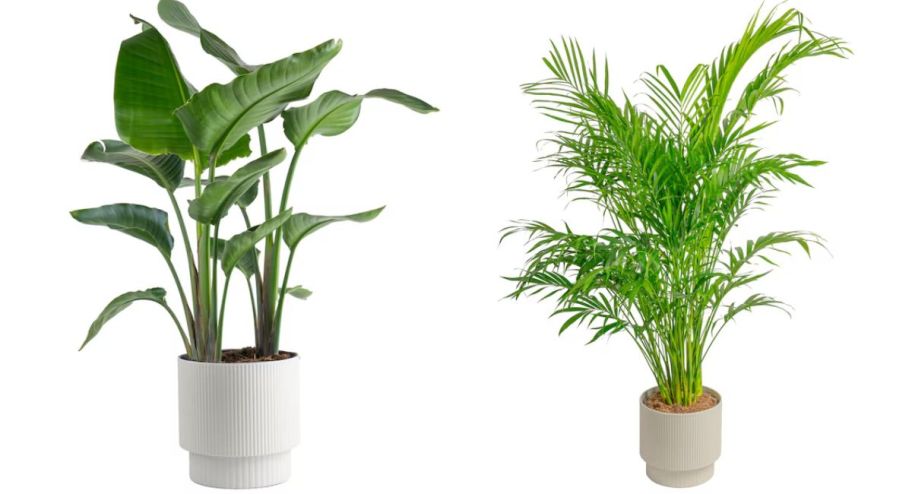 stock image of Lowes plants in pots