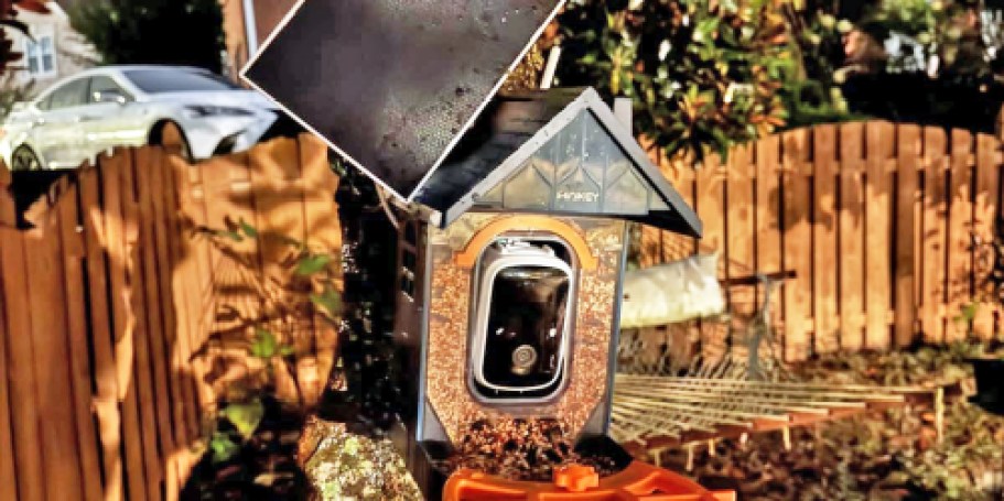 Solar-Powered Smart Bird Feeder Only $29.99 Shipped on Amazon (Reg. $100)