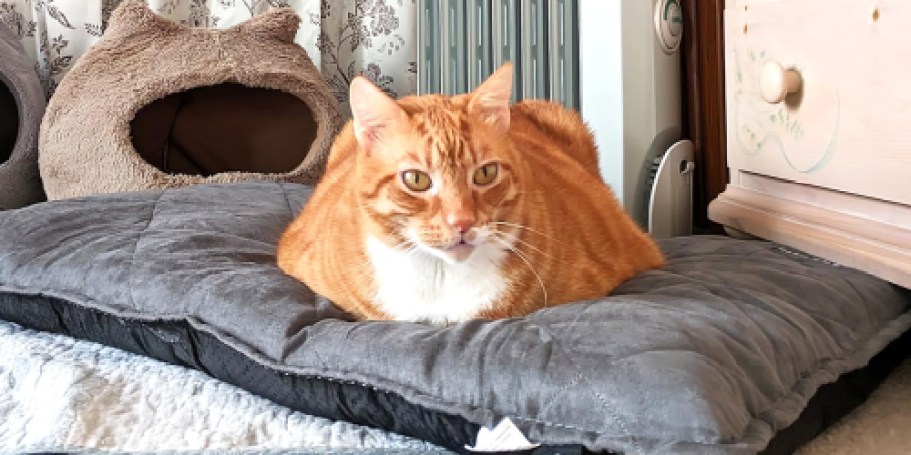 Self-Warming Pet Bed Only $17 on Amazon (Regularly $29)