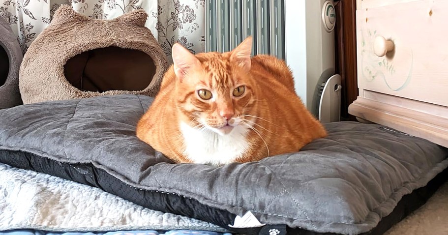 Self-Warming Pet Bed Only $17 on Amazon (Regularly $29)