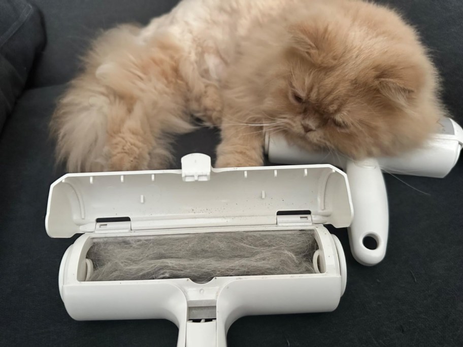 cat with Pet Hair Remover Roller