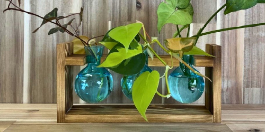 Plant Propagation Station Only $6.93 on Amazon (Reg. $15)