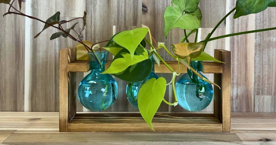 a 3 plant propagation station with blue glass vessels