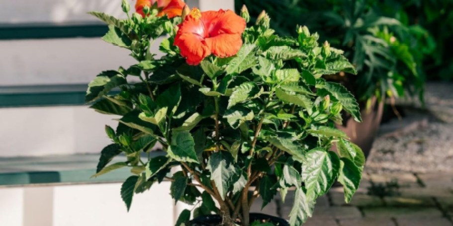 Up to 40% Off Costa Farms Live Plants on Amazon (So Many Pretty Picks)