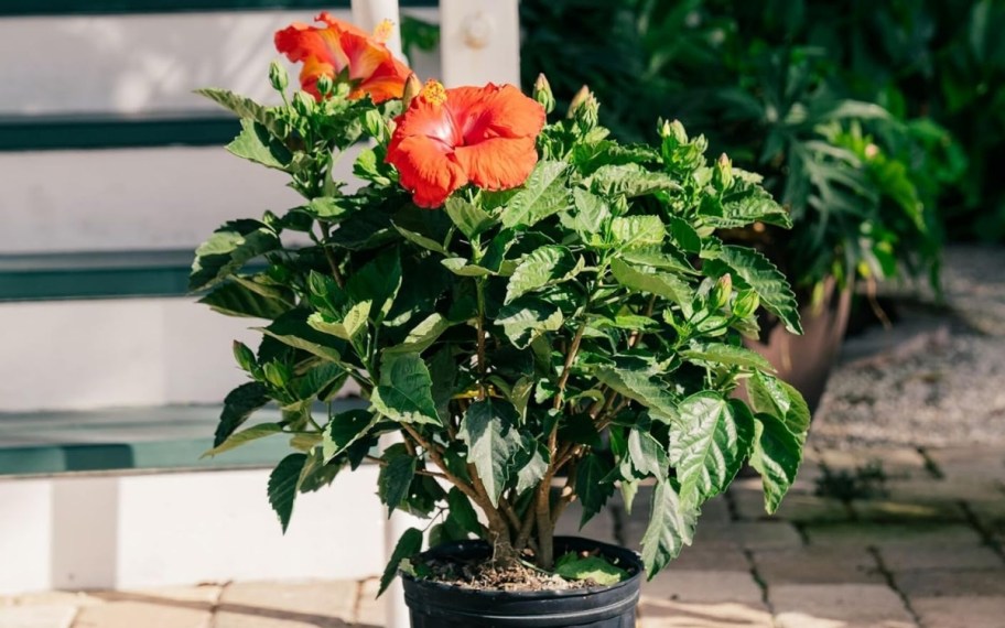a potted hibiscus plant