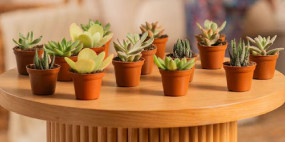 Up to 50% Off Costa Farms Potted Plants on Lowes.com – Today ONLY!