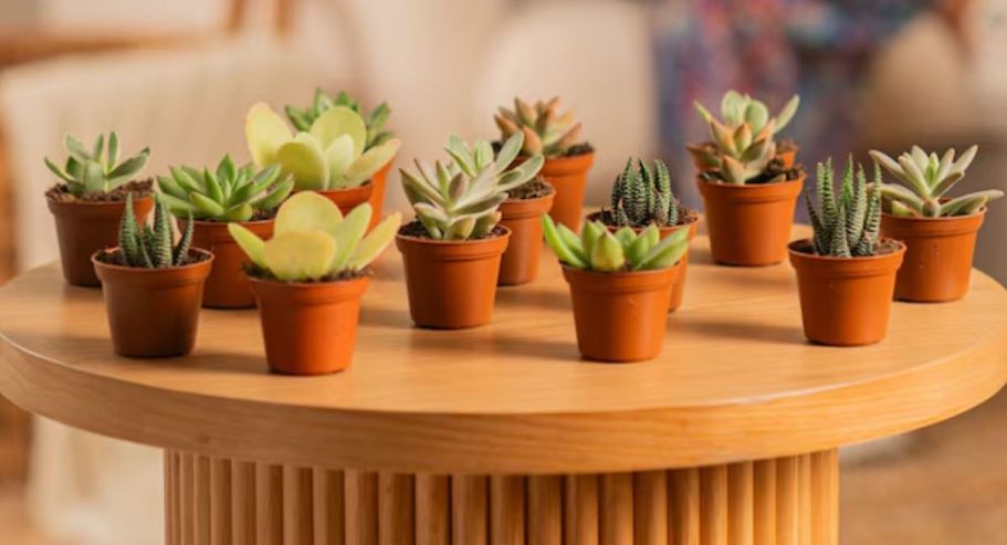 Up to 50% Off Costa Farms Potted Plants on Lowes.com – Today ONLY!