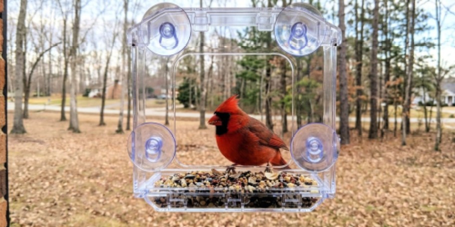 Window Bird Feeder Only $7.59 on Amazon