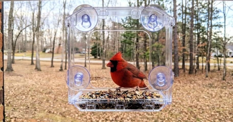 Window Bird Feeder Only $7.59 on Amazon