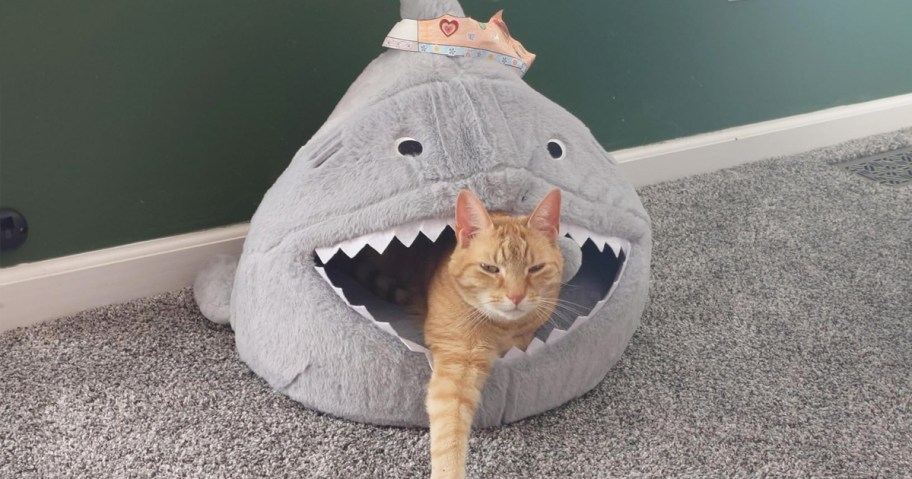 cat inside of a shark shaped cat house