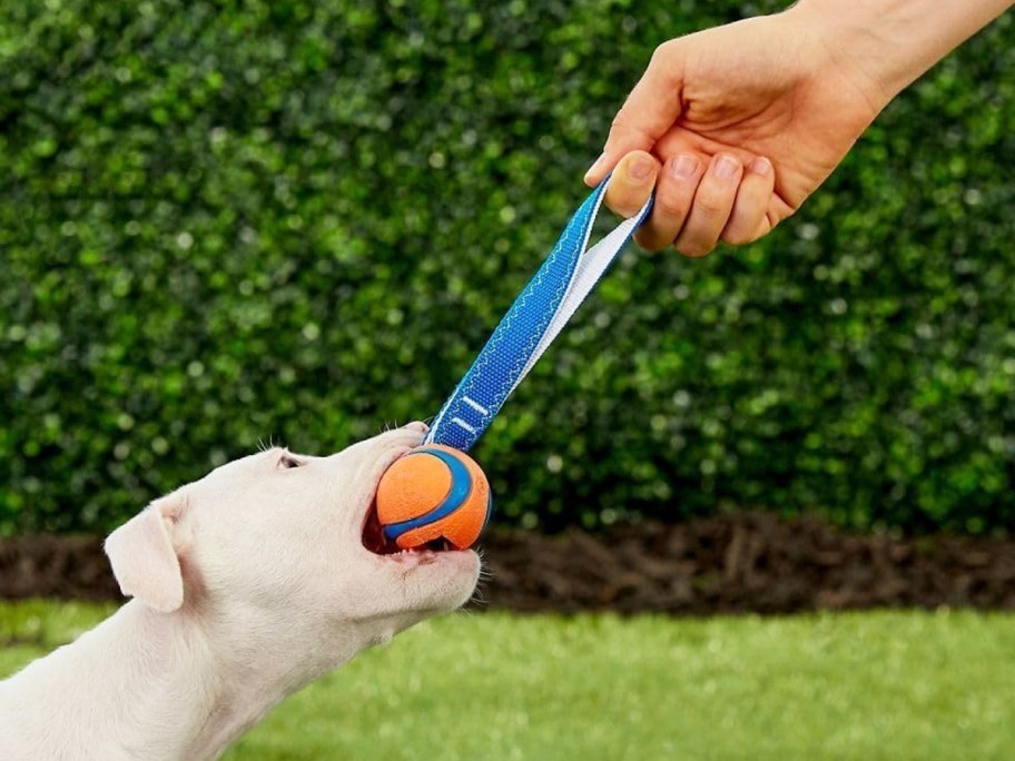 hand grabbing a ball toy from dog's mouth