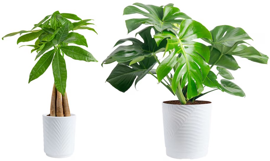 Costa Farms Pachira Braid Money Tree House Plant in 4 Pot, Costa Farms Monstera Swiss Cheese House Plant in 10 Pot