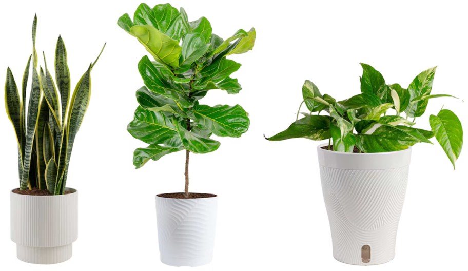 Costa Farms Snake Plant in 10 Planter, Costa Farms Fiddle Leaf Fig in 10 Pot, Costa Farms Trending Tropicals Albo Pothos House Plant in Self-watering Pot