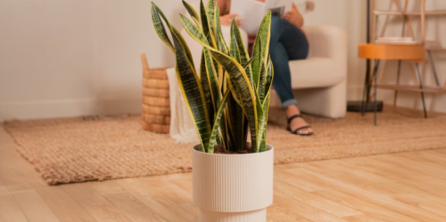Today ONLY! Up to 50% Off Lowe’s Live Plants + Free Shipping
