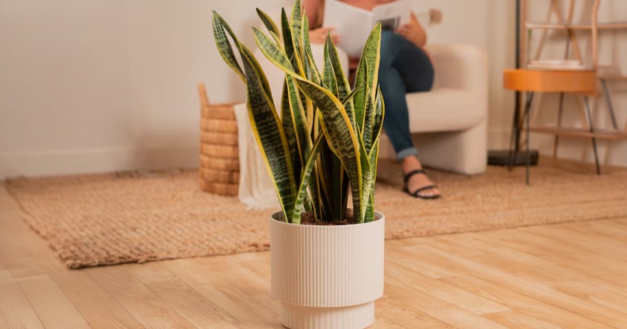 Today ONLY! Up to 50% Off Lowe’s Live Plants + Free Shipping