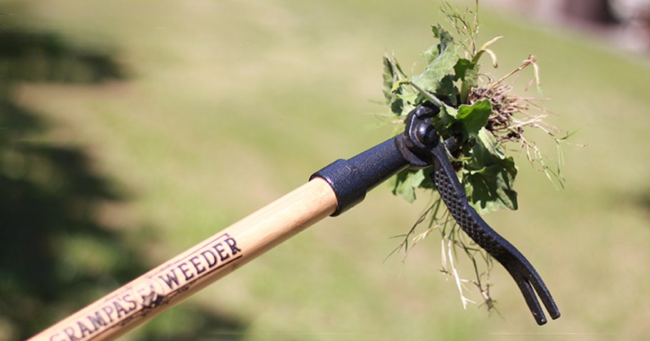 Grampa's Weeder tool with weed in it