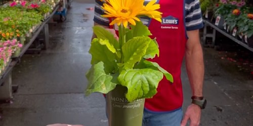 FREE Flower at Lowe’s This Saturday (First 200 Only!)