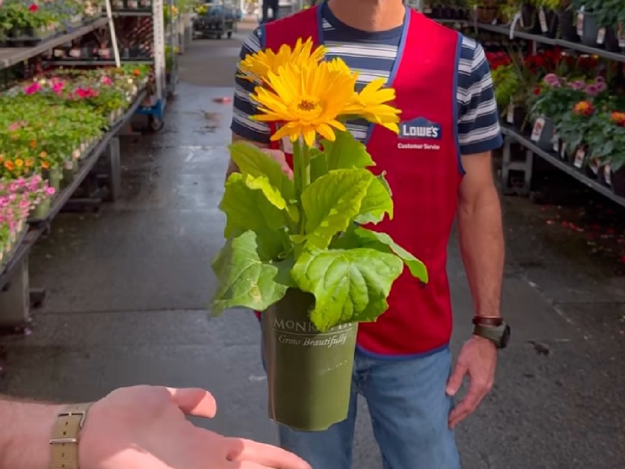 spring flower at Lowe's