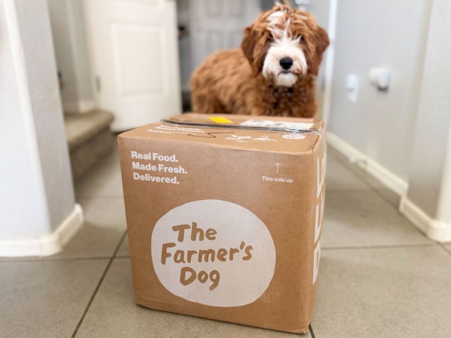 Dog standing behind a delivery box from The Farmer's Dog